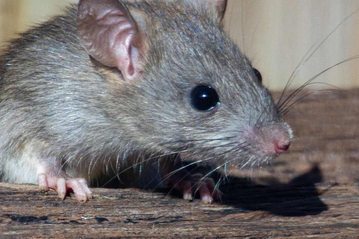 Ilustrasi tikus