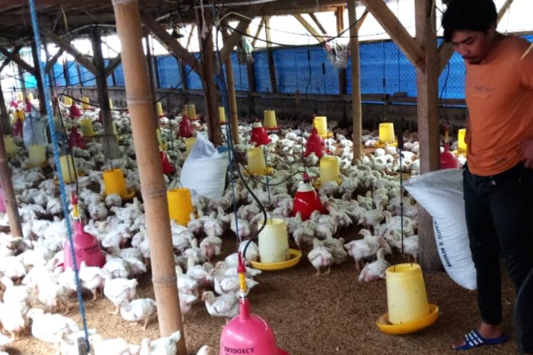 Peternak ayam di Sumedang memberikan pakan, Senin (25/2/2019). Anjloknya harga di tingkat peternak tak sebanding dengan biaya operasional yang harus dikeluarkan. 