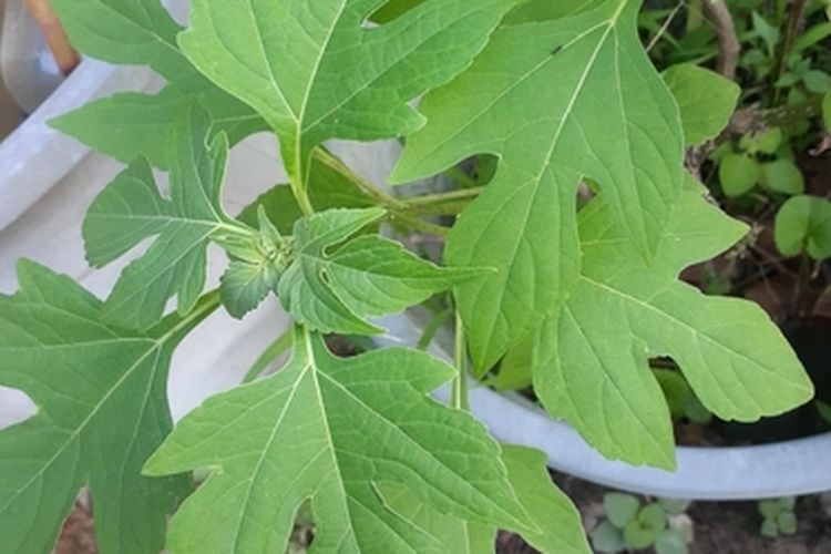 Ilustrasi daun insulin