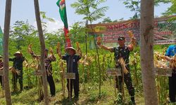 Di Dorong Kementan, Petani Lumajang Kini Dapat Panen Jagung
