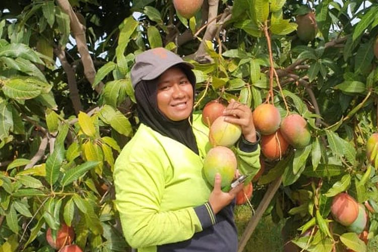 Husniati asal Mataram senang dibayar per keranjang karena sudah terbiasa bekerja sebagai pemetik buah.