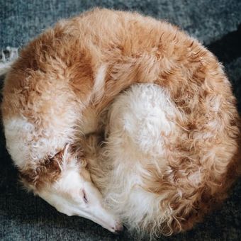 Ilustrasi anjing tidur dengan posisi melingkar atau pose donat