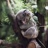 Menunggu Waktu Buka Puasa, Jalan-jalan Virtual Dulu ke 6 Tempat Wisata di Australia