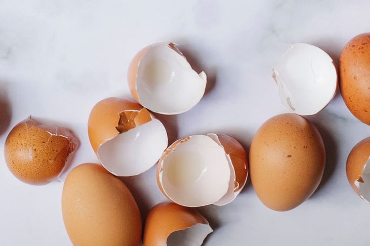 Ilustrasi cangkang telur. 