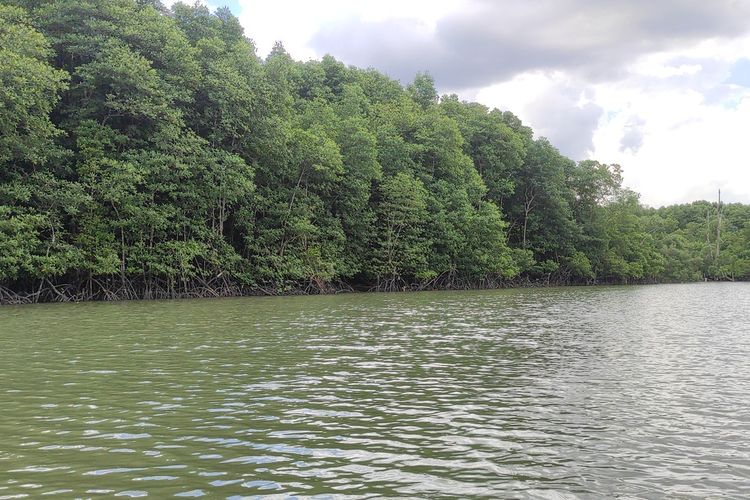 Kawasan hutan mangrove di Balikpapan, Kaltim