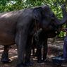 Animals Gone Wild: Elephant Handler in Indonesia’s Aceh Province Mauled By Wild Elephant