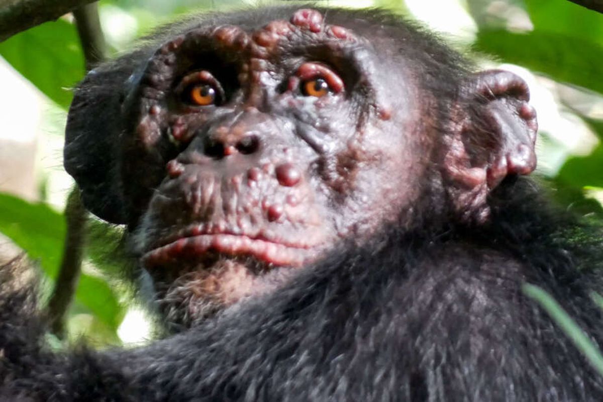 Peneliti mendokumentasikan simpanse yang menderita kusta di Taman Nasional Cantanhez Guinea-Bissau dan Taman Nasional Taï di Pantai Gading.