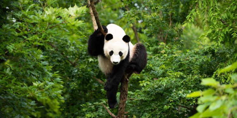 ilustrasi panda, salah satu hewan yang terancam punah.