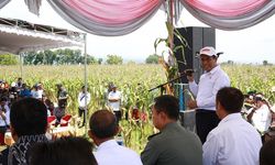 Mentan Minta Bulog Serap Hasil Panen Jagung Petani 