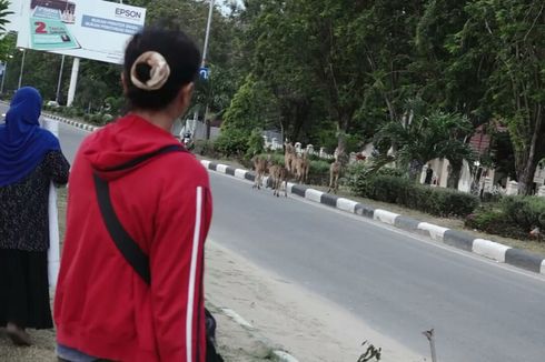 Langka, Kawanan Rusa Berkeliaran di Kota Palu Pascagempa