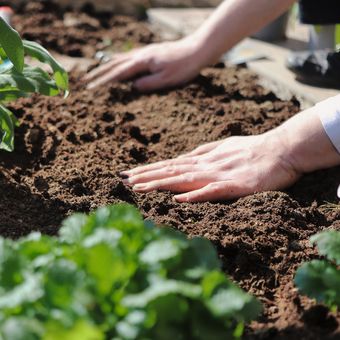 Hal mendasar yang dibutuhkan sebagai bagian dari cara merawat tanaman agar tumbuh subur adalah menyiapkan tanah yang bernutrisi atau gembur untuk tumbuh dengan baik.