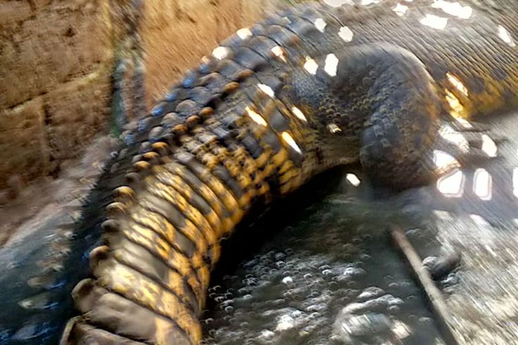 Tangkapan layar video yang merekam buaya asal Papua di kandang milik warga Desa Salam, Kecamatan Wonodadi, Kabupaten Blitar, Senin (2/6/2025).