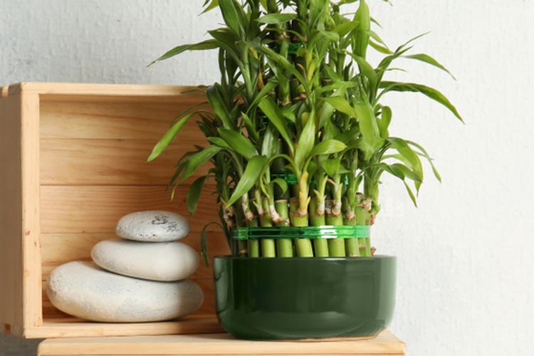 Ilustrasi tanaman hias lucky bamboo atau bambu hoki. 