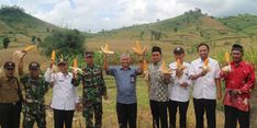 Upaya Kementan Atasi Anjloknya Harga Jual Jagung