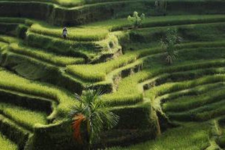 Petani beraktivitas di sawahnya yang berundak di Tegalalang, Ubud, Bali, Minggu (7/4/2013). Sawah berundak dan aktivitas petani menjadi pemandangan yang banyak menarik wisatawan lokal maupun mancanegara datang ke Bali. Indonesia ditunjuk sebagai tuan rumah Konferensi Pelestarian Sedunia pada 2017 mendatang yang akan berlangsung di Ubud, Bali. 