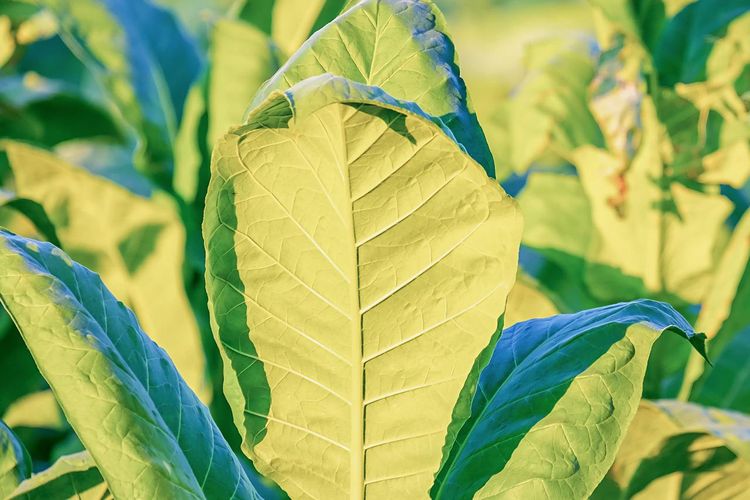 Ilustrasi tanaman tembakau, daun tembakau.