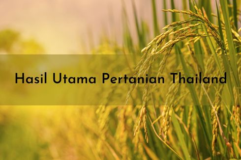 Hasil Utama Pertanian Thailand