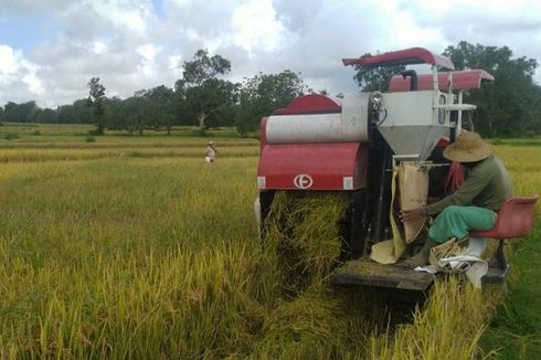 Giliran Petani Lampung yang Panen Raya di Tengah Pandemi Covid-19