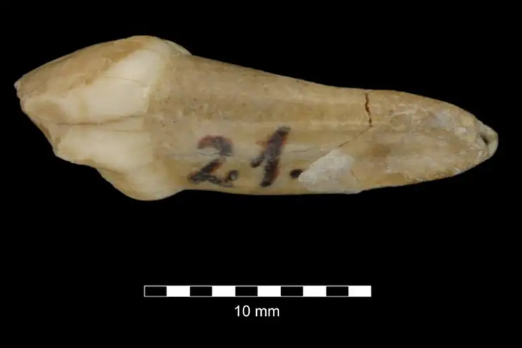 Gigi Susu Neanderthal Tumbuh Lebih Cepat Dibanding Manusia Modern