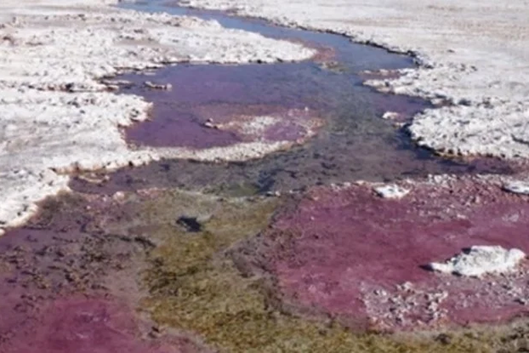 Mikroba di La Brava. Ilmuwan mempelajari pita ungu dari fotosintetik mikroba yang hidup di danau hipersalin yang bebas oksigen secara permanen.