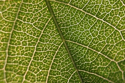 Pengertian Klorofil dan Fungsinya pada Tumbuhan