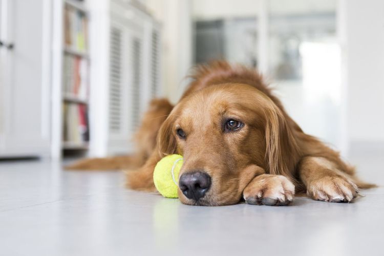 Stres Bisa Membuat Anjing Beruban Lebih Cepat