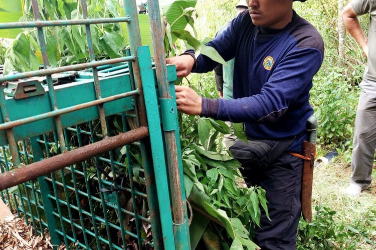 Tim gabungan dari TNKS, BKSDA, KPHP Kerinci, TNI-Polri dan warga saat memasang perangkap untuk menangkap harimau yang berkeliaran di kebun warga