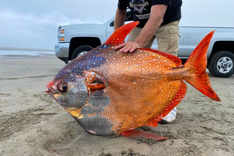Moonfish atau yang biasa disebut Opah, ditemukan mati terdampar di pantai Oregon, Amerika Serikat, pada 14 Juni 2021. Ikan langka raksasa seberat 45 kg ini kemudian diawetkan di freezer oleh Seaside Aquarium sampai tahun ajaran baru dimulai agar bisa dibedah di sebuah sekolah.