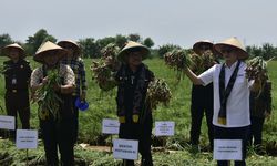 Panen Raya di Brebes, Mentan SYL dan Wamendag Lepas Pasokan Bawang Merah ke Jakarta