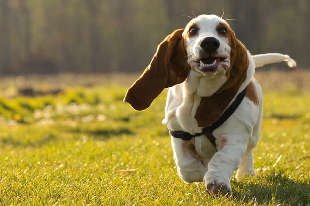 6 Fakta Unik Anjing Basset Hound, Si Pendek Bertubuh Gempal