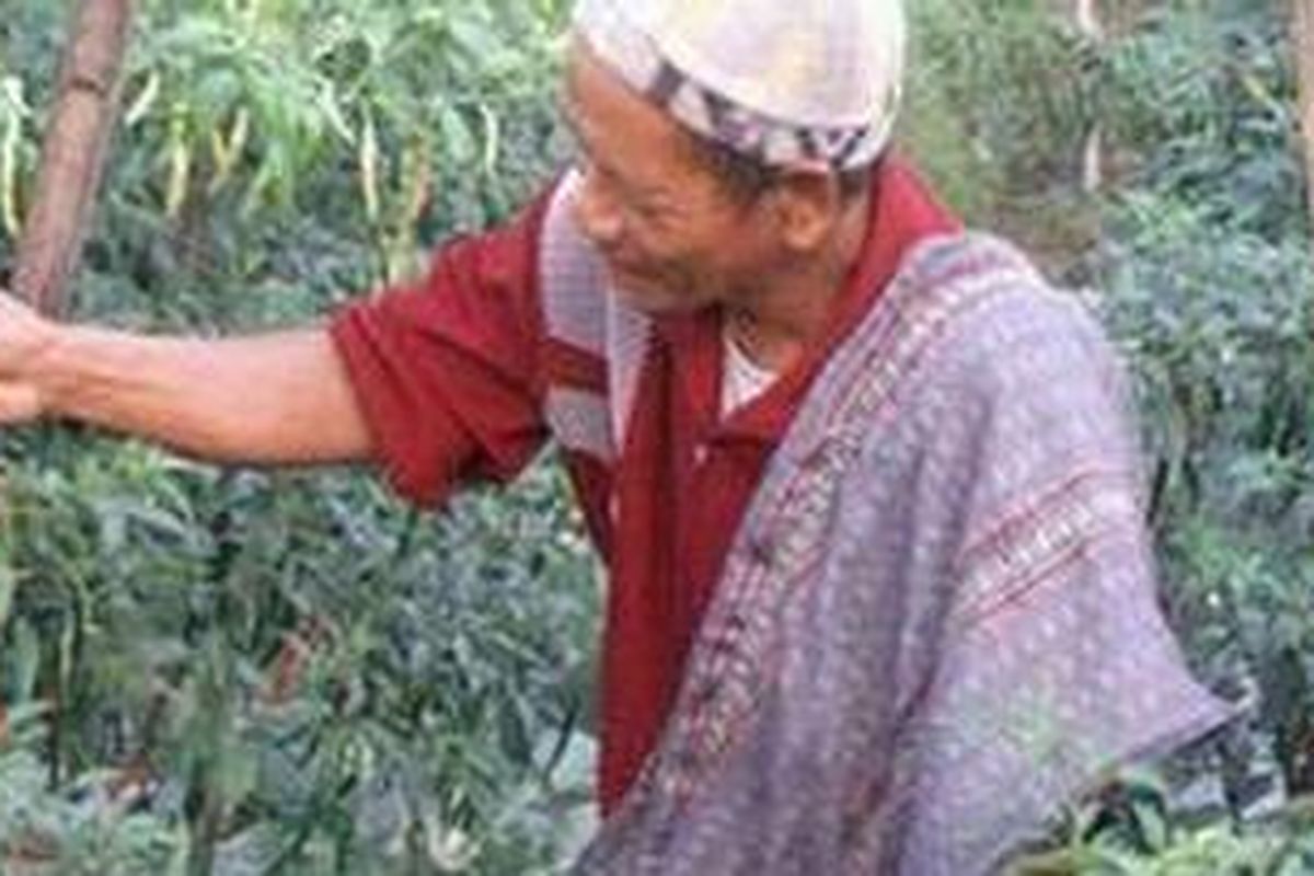 Ilustrasi: Daerah lereng merapi merupakan salah satu penghasil sayuran bagi daerah Yogya dan Jawa Tengah. Ketika Merapi dihajar wedhus gembel, debu vulkanik, dan lahar dingin, otomatis pasokan sayuran berkurang. Harga pun melonjak.