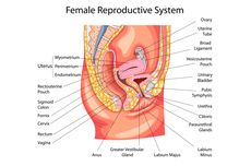 Mengenal Alat Reproduksi Wanita