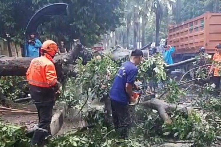 Sejumlah petugas memotong pohon tumbang di Jalan Raya Abdullah bin Nuh, Kota Bogor, Selasa (15/10/2029). Peristiwa pohon tumbang itu menyebabkan seorang pengendara sepeda motor tewas.