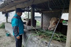 Pemkab Sleman Kembali Siapkan Lokasi Evakuasi Sapi Ternak Warga Merapi