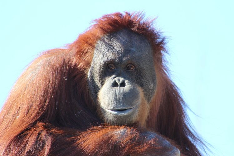 Ilustrasi orangutan.