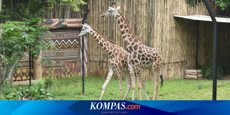 Studi Kepunahan Massal Pada Satwa Liar Berlangsung Lebih Cepat Halaman All Kompas Com