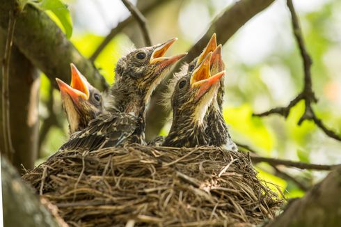 Hindari Gelombang Panas, Ratusan Anak Burung Lari dari Sarangnya di Oregon