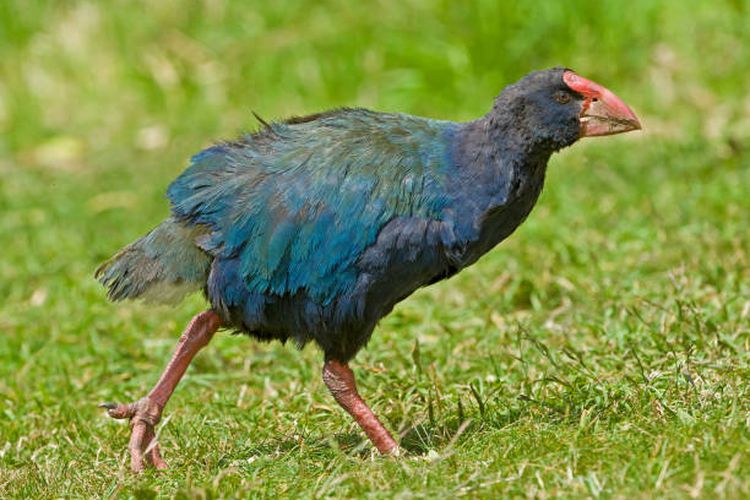 Ilustrasi Takahe, burung yang sempat dinyatakan punah, tetapi berhasil ditemukan dan dikembangbiakan.
