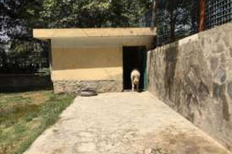 Khanzir, berdiri di dalam kandangnya di kebun binatang Kabul, Afganistan.