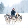 Mengenal 4 Ras Anjing Asal Alaska yang Tangguh, Energik, dan Ramah