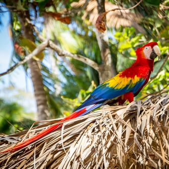 Ilsutrasi burung macaw