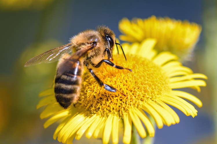 Ilustrasi penyerbukan dengan bantuan lebah 