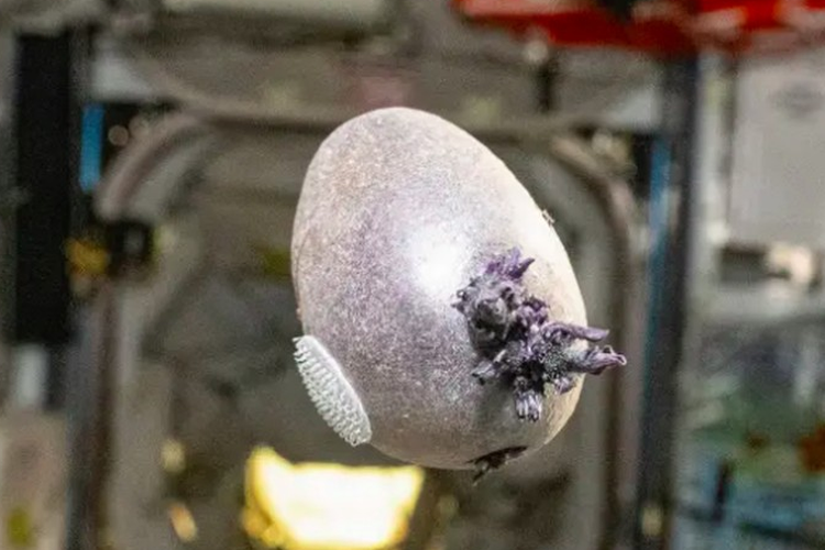 Benda Misterius Bertentakel Mirip 