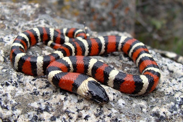 Californian king snake