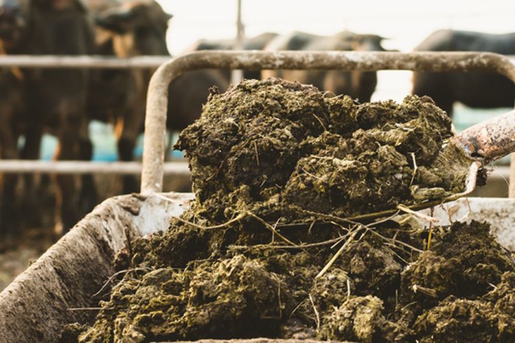 Ilustrasi kotoran sapi untuk pupuk kandang.