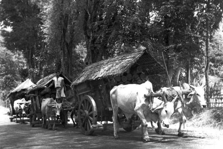 Gerobak sapi mengangkut batang pohon, sekitar tahun 1915-1938. Penarik gerobak sapi disebut juga bajingan