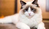 8 Cara Memperkenalkan Kucing Peliharaan ke Anak Kucing Baru di Rumah