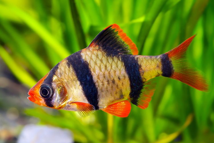 ikan tiger barb