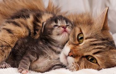 Ilustrasi kucing dan anaknya.