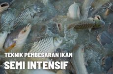 Mengenal Teknik Pembesaran Ikan Semi Intensif 